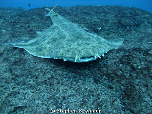 Angelshark by Stephen Seymour 